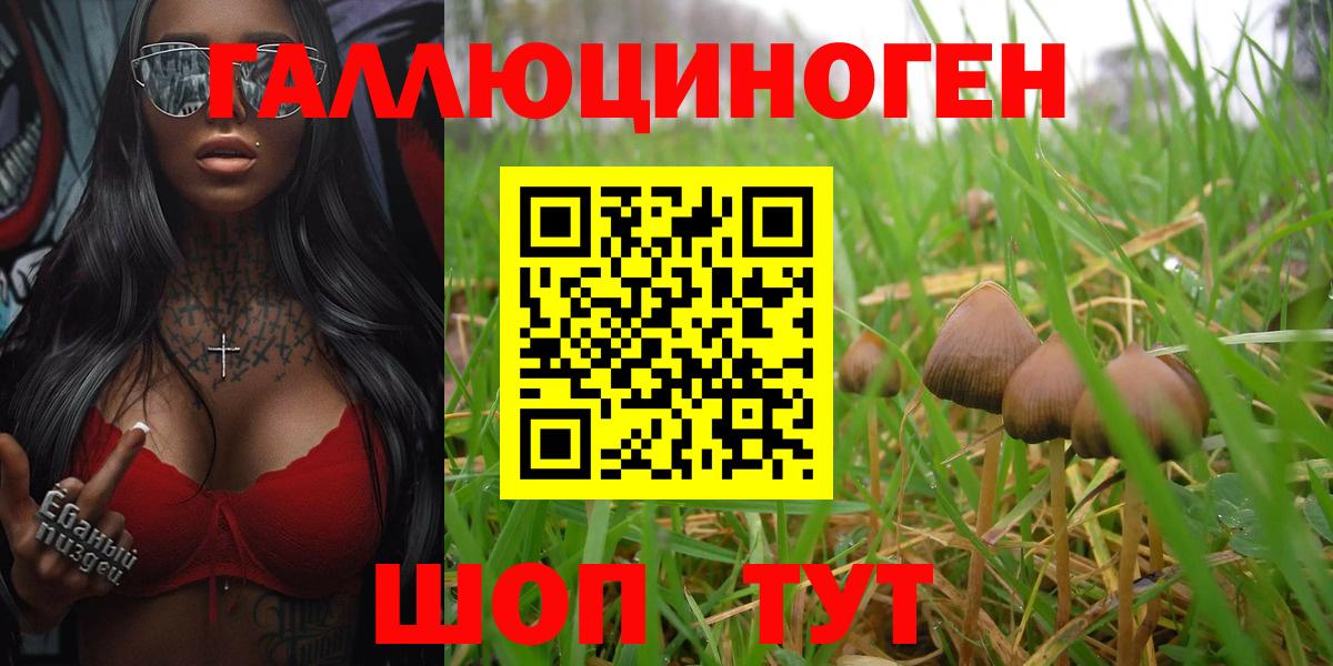 Галлюциногенные грибы Psilocybine cubensis Торжок